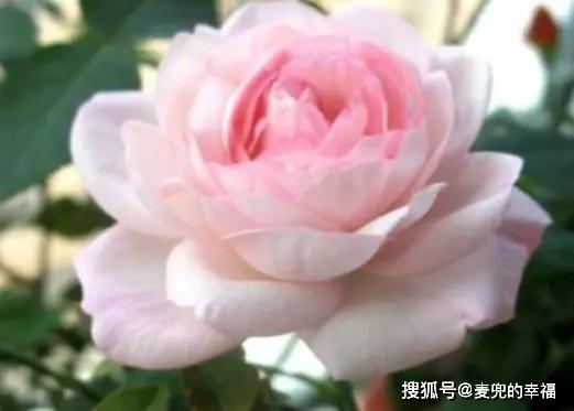 新手养花，不如养盆花中精品“瑞典女王”，花型丰满，优美淡雅