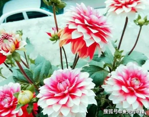 新手养花，不如养盆花中精品“瑞典女王”，花型丰满，优美淡雅