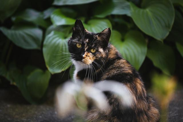 他用五年时间，拍下北京植物园的流浪猫