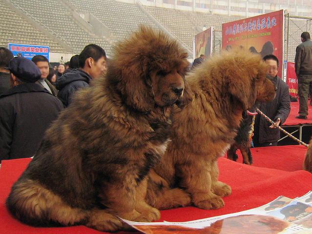 藏獒上位史：斗败棕熊，赶走雪豹，威压灰狼，高原之上我为王