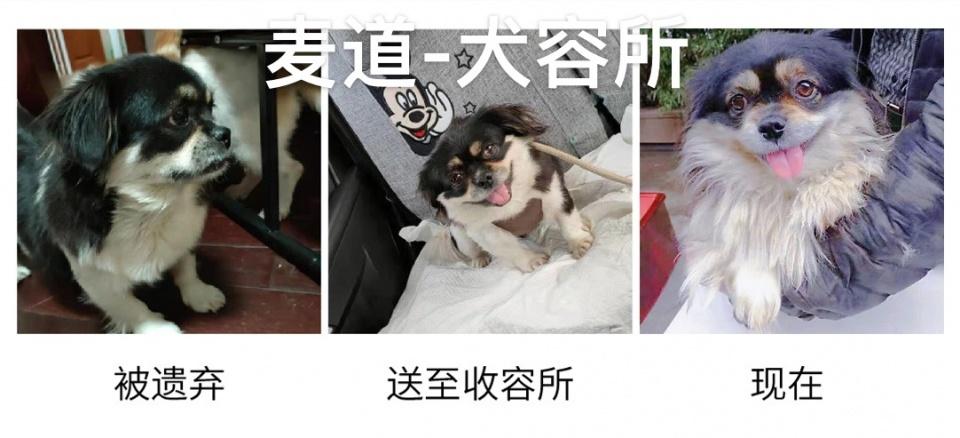 我养中华田园犬怎么了？分分钟美哭你！