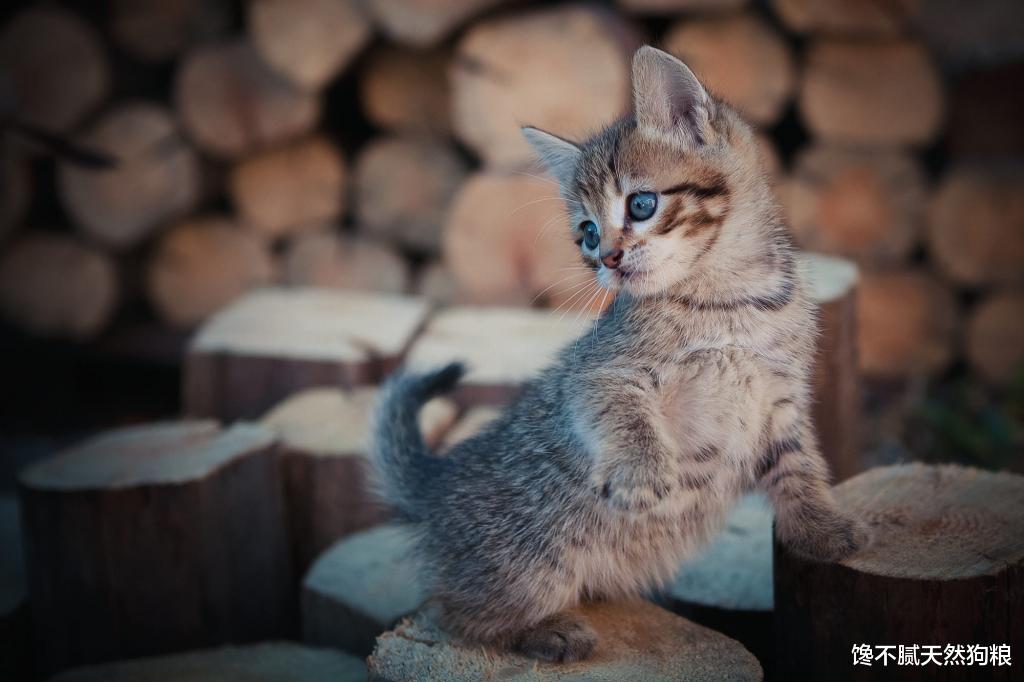 小猫软便怎么办？