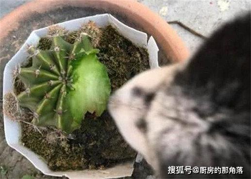 二哈躲在阳台上吃东西，主人好奇走过去查看，看清后当场无法淡定