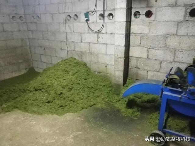 这个猪场通过发酵中草药+发酵牧草方案养猪度过猪价低迷的难关