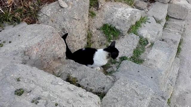 小猫咪的头卡在了玻璃罐，暖心的网友伸出了援手，让小猫重获自由