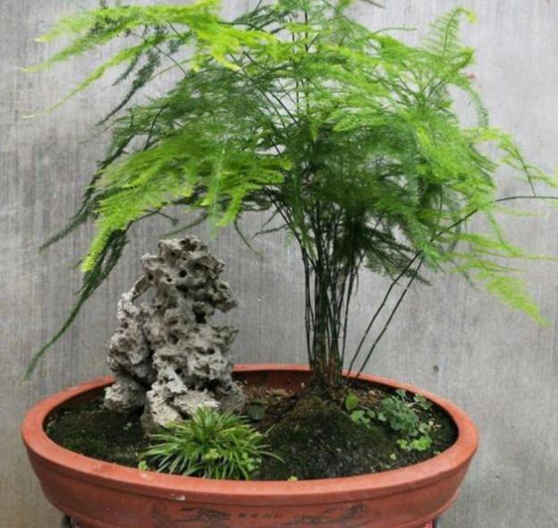 家里摆几盆小植物，小盆种少浇水，越养越精神，适合新手和懒人