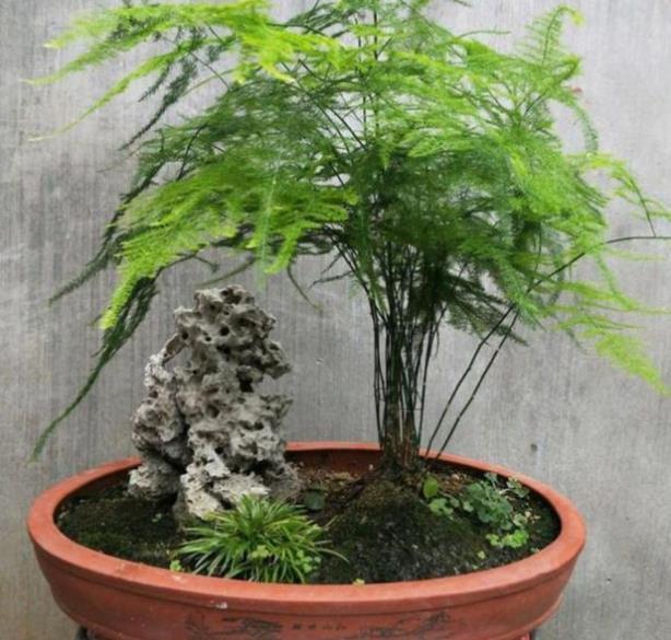 家里摆几盆小植物，小盆种少浇水，越养越精神，适合新手和懒人