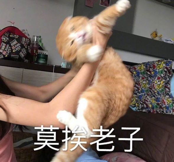 “莫挨老子！”经鉴定，这才是真猫的真实反应…