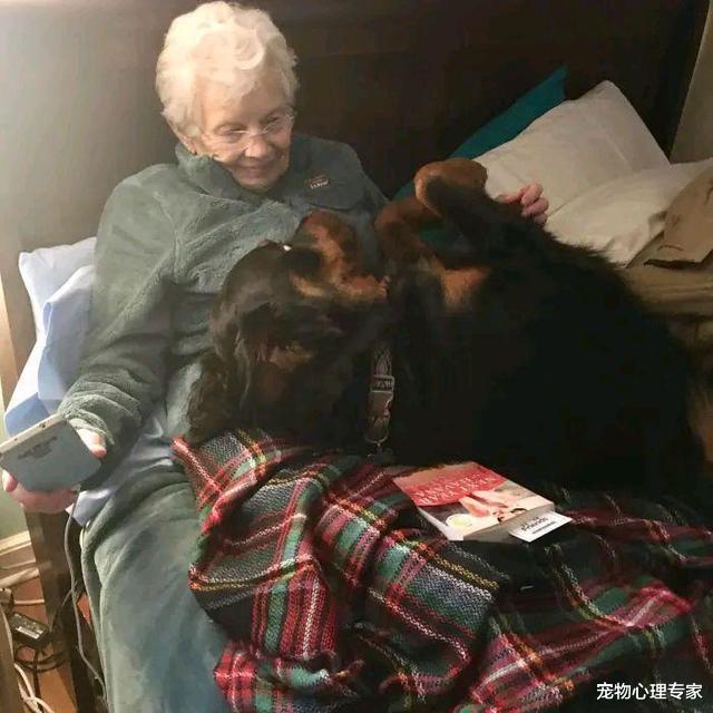 奶奶说不喜欢烈性犬，2年后却让孩子们酸了：这是当孙子在养？