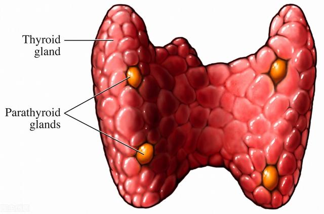 甲状腺结节不可以吃鸡蛋？提醒：若想结节“消散”，这3物要忌口