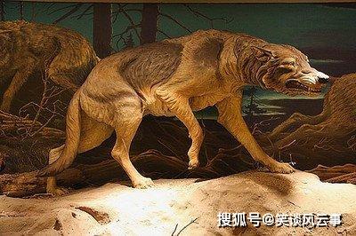 恐狼其实不是“狼”？揭开美洲猛“犬”的庐山真面目