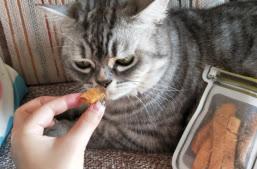 不会踩雷的猫零食推荐，新手养猫的注意事项