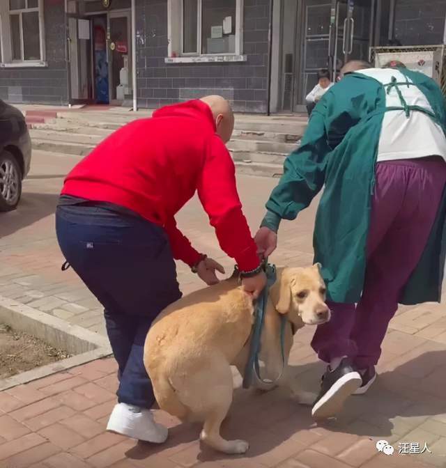 拉布拉多看医生，被吓到腿软，怕医生这件事果然不分物种