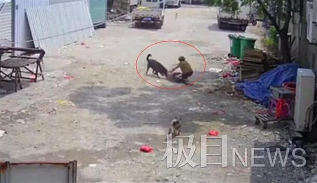 “漳州恶犬咬死老人”家属发声：很气愤狗还活着，未同意十多万元赔偿