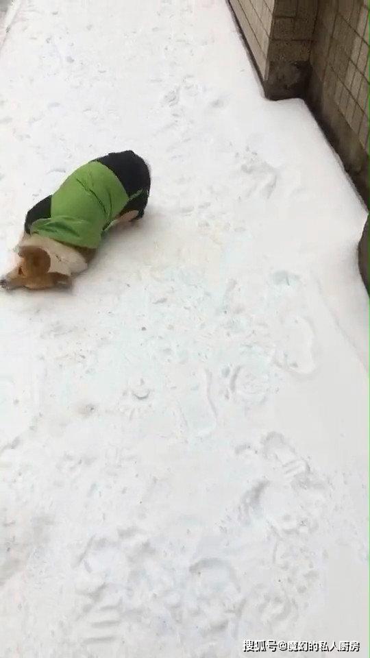 柯基第一次看见雪，兴奋在雪里“游泳”，举动让主人汗颜