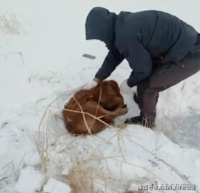 狗狗出门久久不归，铲屎官急的到处寻找，找到后瞬间崩溃大哭