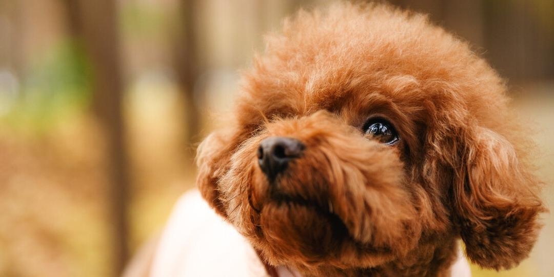 纯种泰迪犬和串串泰迪犬，哪一个更好？