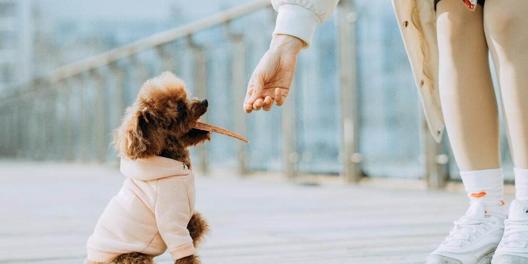 纯种泰迪犬和串串泰迪犬，哪一个更好？