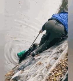 流浪泰迪掉进河里，有人围观无人管，大爷看不下去冒着危险救狗