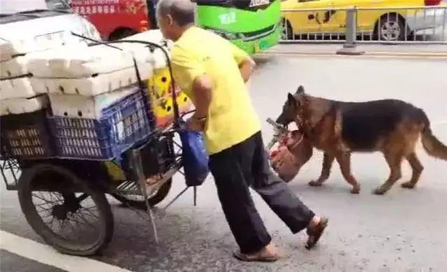 摆摊老人收养昆明犬，十年来不离不弃，给十万块都不卖