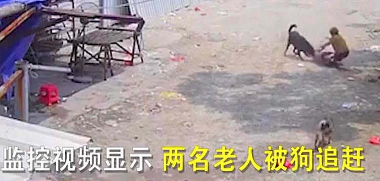 福建71岁老太遭恶犬咬死，撕咬持续数分钟，狗主愿赔十几万被拒绝