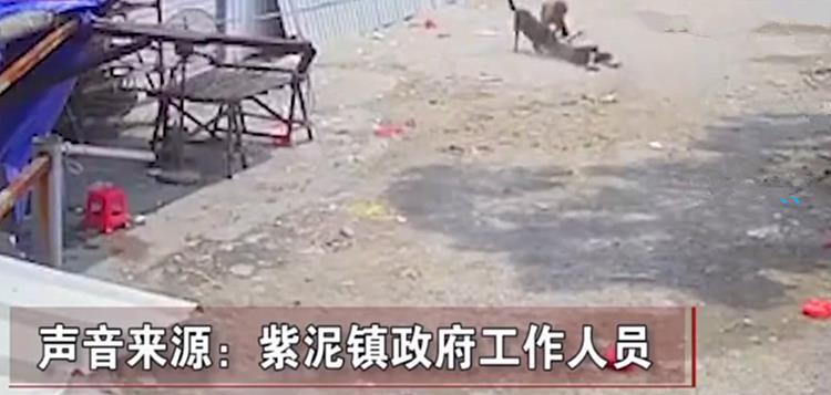 福建71岁老太遭恶犬咬死，撕咬持续数分钟，狗主愿赔十几万被拒绝