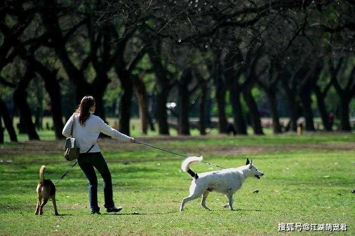 如何分辨一个人是否养狗？看完这些典型症状，心里有底了