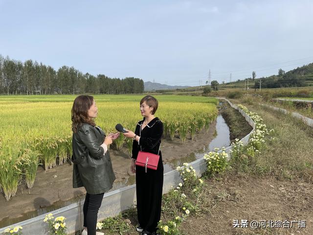 滦平稻田蟹喜获丰收