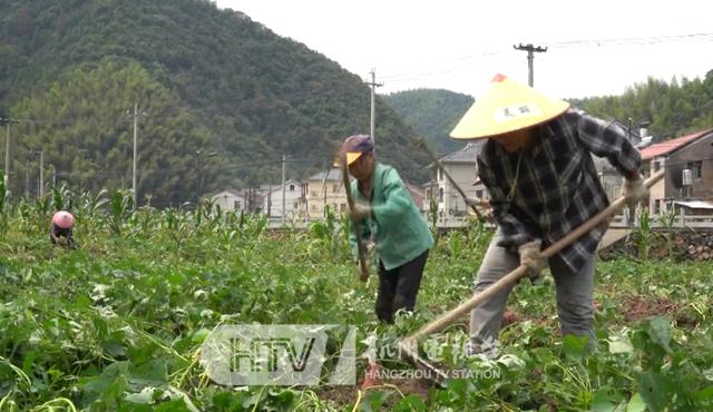 只用了这一步，增收30万！村民们都乐开了花