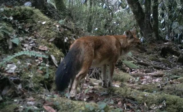 四大猛兽之首：豺惊现云南怒江，体型娇小似土狗，真敢斗野猪吗？