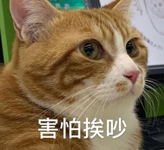 贱名真的好养活？盘点给猫咪起名的5种奇葩方式