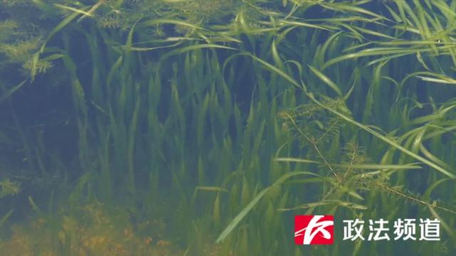 “湘”遇丰收节?幸福奔小康① | 浏阳这个村里养出了“澳洲小龙虾”