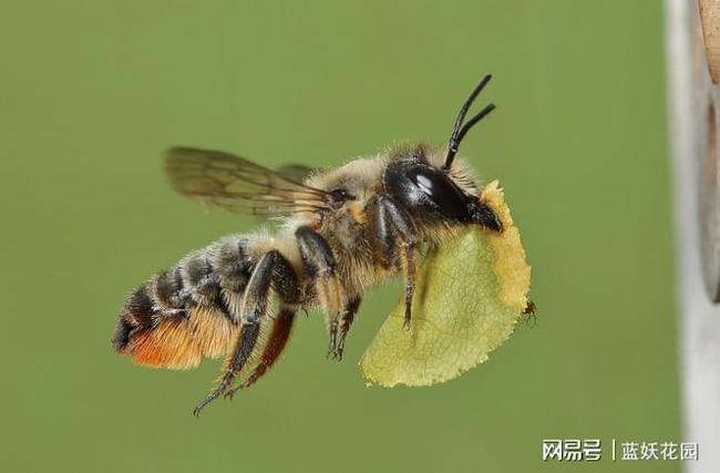 蓝妖月季被切叶蜂盯上了怎么办？用了这三招，切叶蜂躲的远远的