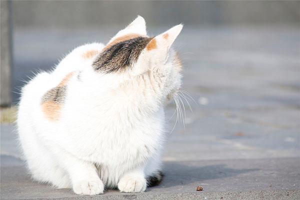 被家养宠物咬了会得狂犬病吗?用不用打针?三个方面做好预防