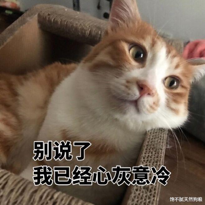 宠主长期这样养橘猫，身体迟早会“垮掉”！