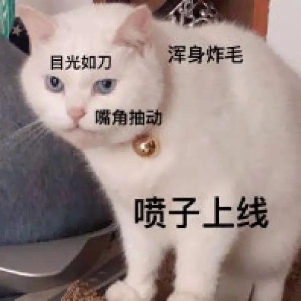 “小区流浪猫太讨厌，我要一脚把它踢飞”