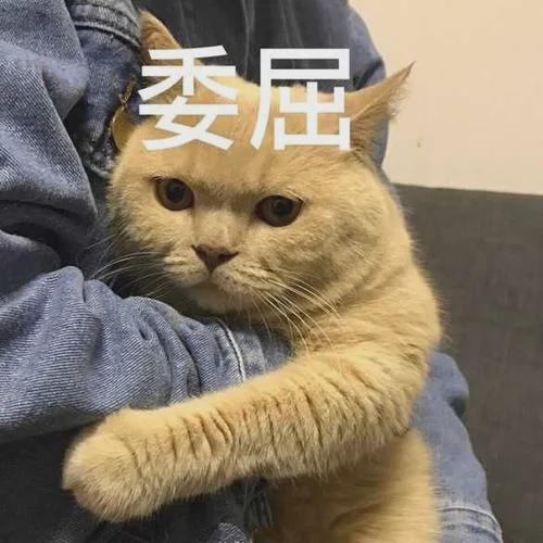 猫咪走失13年后终于被找回，再次重逢一眼认出主人，太感动！