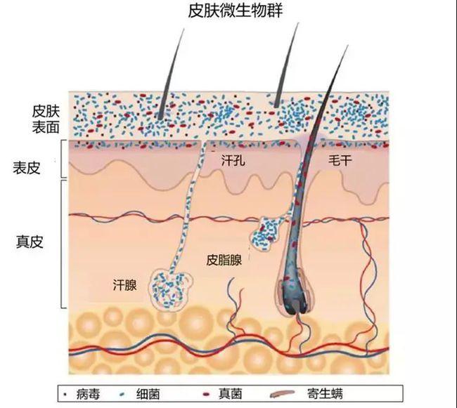 ? 护肤行业真大佬：全国皮肤科第一，一个面霜做 3 年，推迟又推迟