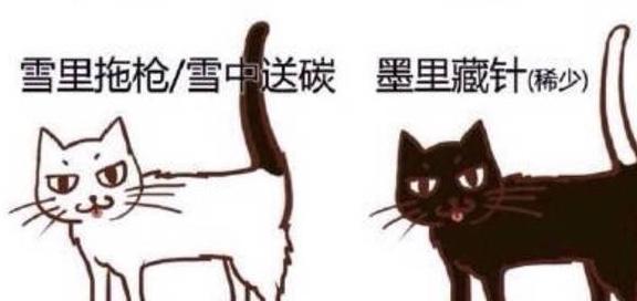 猫咪花色在中国的讲究，不仅是单纯的黑白花，乌云盖雪将军挂印？