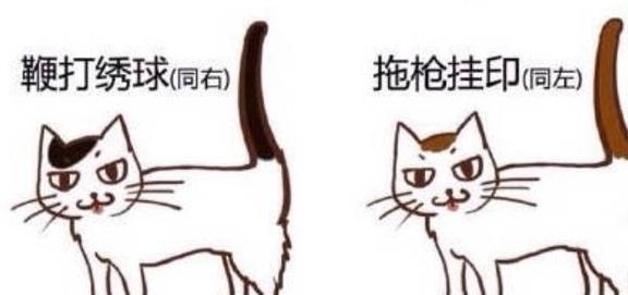 猫咪花色在中国的讲究，不仅是单纯的黑白花，乌云盖雪将军挂印？