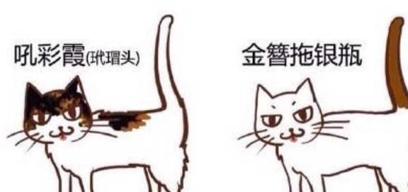 猫咪花色在中国的讲究，不仅是单纯的黑白花，乌云盖雪将军挂印？