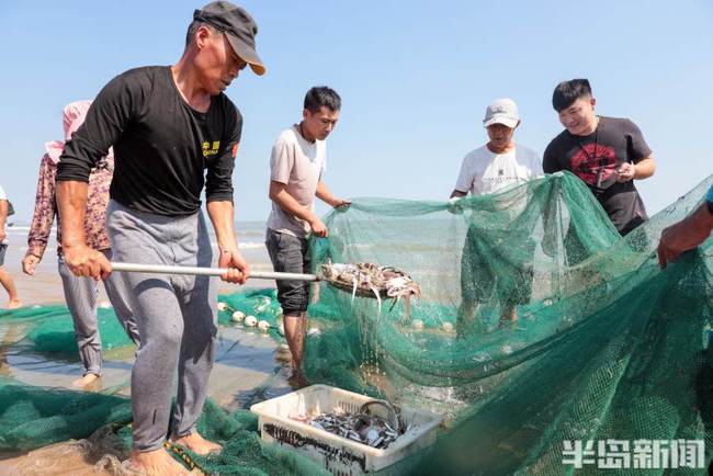 半岛聚焦 I 鹅鹅鹅，国宝“五龙鹅”背后故事多；人欢鱼跃，700米大网拉起来…记者带你探丰收