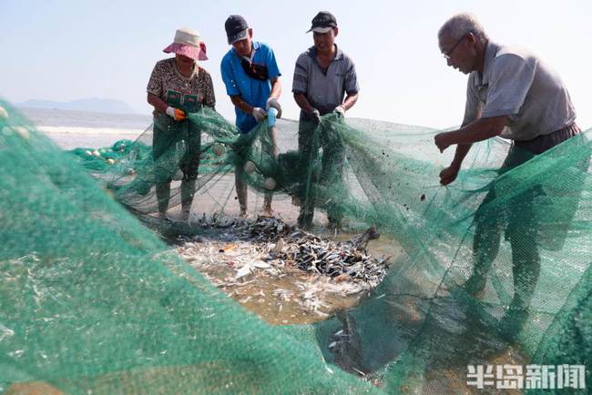 半岛聚焦 I 鹅鹅鹅，国宝“五龙鹅”背后故事多；人欢鱼跃，700米大网拉起来…记者带你探丰收