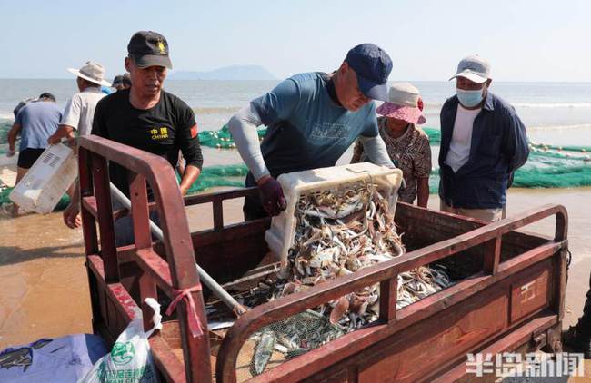 半岛聚焦 I 鹅鹅鹅，国宝“五龙鹅”背后故事多；人欢鱼跃，700米大网拉起来…记者带你探丰收