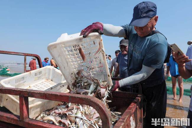 半岛聚焦 I 鹅鹅鹅，国宝“五龙鹅”背后故事多；人欢鱼跃，700米大网拉起来…记者带你探丰收