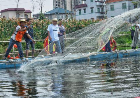 一气捉起“鱼王”大黑鲩！南海丰收活动直落到国庆，目测会火爆