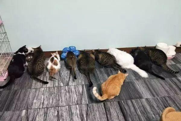 猫猫死活缠着主人不让出门，主人就把自己的“腿”卸了下来