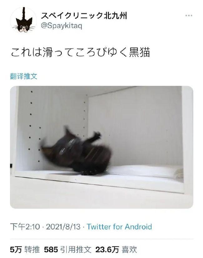 黑猫能通灵？嘘，别瞎说……