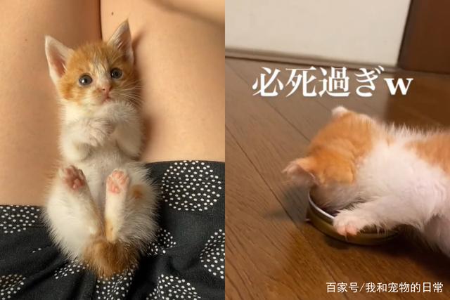 橘猫本色！小肉橘贪吃，竟边吃边推着饭碗跑！