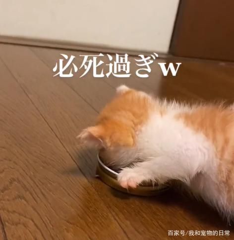 橘猫本色！小肉橘贪吃，竟边吃边推着饭碗跑！